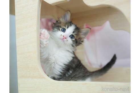 販売中の千葉県のノルウェージャンフォレストキャット-116766の5枚目